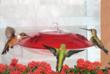 Attract Glorious Hummingbirds This Spring, with Tips from Droll...